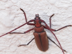 Aegolipton marginale