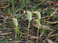 Pterostylis acuminata