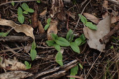 Pterostylis acuminata
