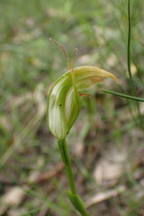 Pterostylis acuminata