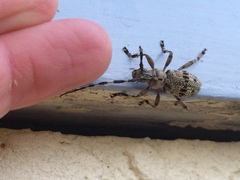 Hexatricha pulverulenta