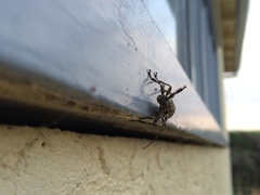 Hexatricha pulverulenta