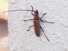 Aegolipton marginale