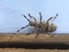 Hexatricha pulverulenta