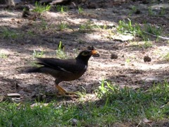 Acridotheres tristis