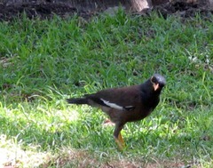 Acridotheres tristis