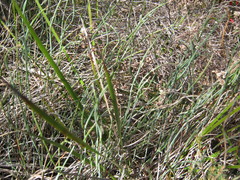 Lepidobolus drapetocoleus
