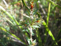 Pultenaea involucrata