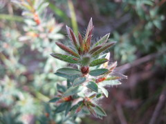Pultenaea involucrata