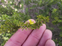 Aspalathus subtingens