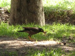 Acridotheres tristis