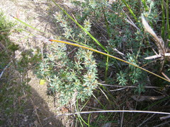 Pultenaea involucrata