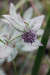 Opercularia hispida