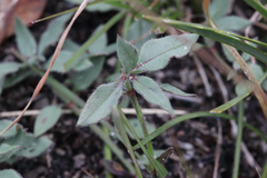 Opercularia hispida