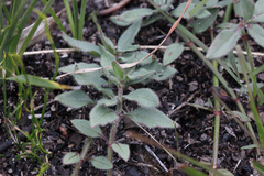 Opercularia hispida