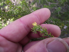 Aspalathus subtingens