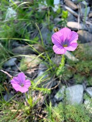 Linum viscosum