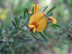 Pultenaea tenuifolia