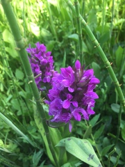 Dactylorhiza majalis