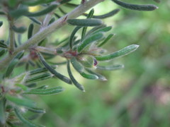 Pultenaea tenuifolia