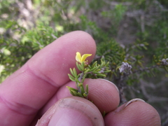 Aspalathus subtingens