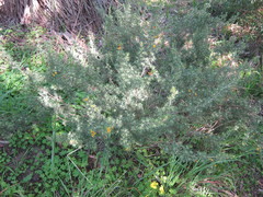 Pultenaea tenuifolia