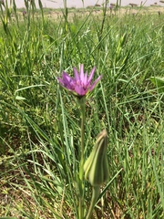 Tragopogon porrifolius