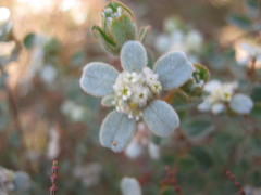 Spyridium coactilifolium