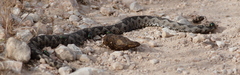 Vipera ammodytes