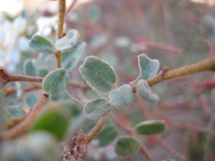 Spyridium coactilifolium