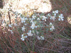 Spyridium coactilifolium