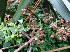 Sagittate Dock (Rumex sagittatus)