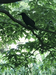 Corvus