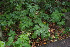 Angelica japonica