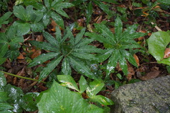 Arisaema thunbergii urashima