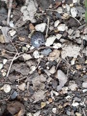 Armadillidium vulgare