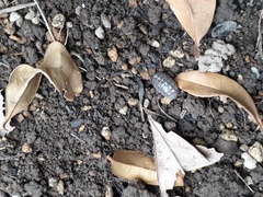 Armadillidium vulgare