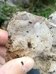 Callobius claustrarius