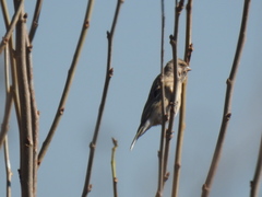 Crithagra atrogularis