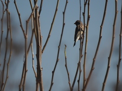 Crithagra atrogularis