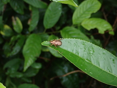 Anomala inconcinna