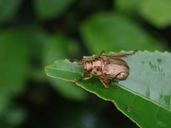 Anomala inconcinna