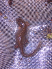 Lissotriton lantzi