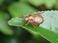 Anomala inconcinna