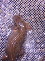 Lissotriton lantzi