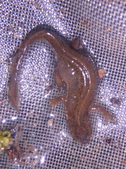 Lissotriton lantzi