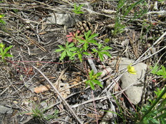 Potentilla flagellaris