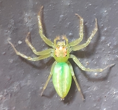 Epeus flavobilineatus