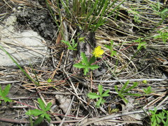 Potentilla flagellaris