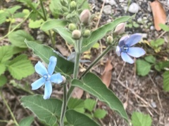 Oxypetalum coeruleum